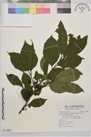 中原氏鼠李藏品圖，第1張