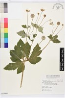 小白頭翁、野棉花藏品圖，第1張