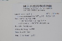 阿里山忍冬、漸尖葉忍冬藏品圖，第2張