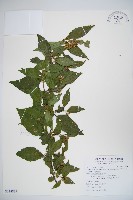 狹葉莢迷藏品圖，第1張