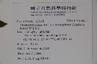 狹葉莢迷藏品圖，第2張