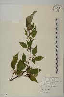 佩羅特木藏品圖，第1張