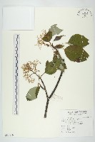 梜木藏品圖，第1張