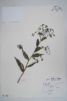 琉璃草藏品圖，第1張