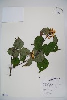 樺葉莢迷、玉山莢迷藏品圖，第1張