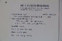 樺葉莢迷、玉山莢迷藏品圖，第2張