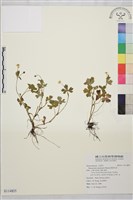 鹿場毛茛藏品圖，第1張