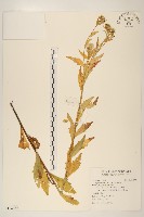 白頂飛蓬藏品圖，第1張