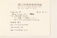 白頂飛蓬藏品圖，第2張