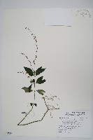 針刺草藏品圖，第1張