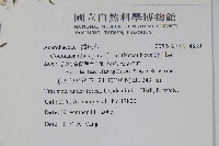 針刺草藏品圖，第2張