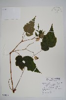 水鴨腳藏品圖，第1張