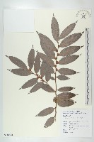 軟毛柿藏品圖，第1張