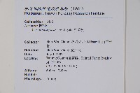 樟葉槭, 飛蛾子樹藏品圖，第2張