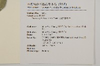 福建賽衛矛、福建假衛矛藏品圖，第2張