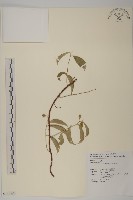 光果南蛇藤藏品圖，第1張