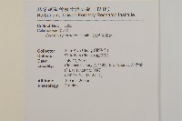 光果南蛇藤藏品圖，第2張