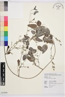 威靈仙藏品圖，第1張