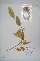 蘭嶼山柑藏品圖，第1張