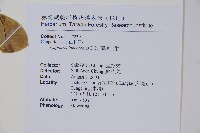 蘭嶼山柑藏品圖，第2張