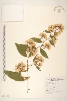 過山龍藏品圖，第1張