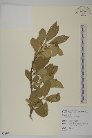 厚葉衛矛, 源一木藏品圖，第1張