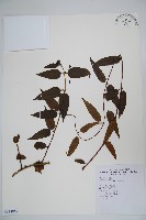 阿里山忍冬、漸尖葉忍冬藏品圖，第1張