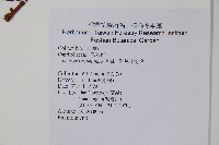 阿里山忍冬、漸尖葉忍冬藏品圖，第2張