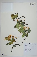 細梗絡石藏品圖，第1張