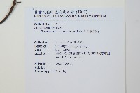 細梗絡石藏品圖，第2張