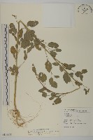 變葉藜藏品圖，第1張