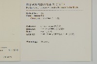 變葉藜藏品圖，第2張