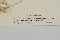 變葉藜藏品圖，第3張