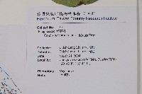 橙花破布子藏品圖，第2張