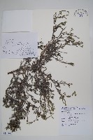 伏毛天芹菜藏品圖，第1張