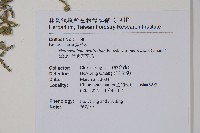 伏毛天芹菜藏品圖，第2張