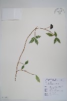 台灣念珠藤藏品圖，第1張