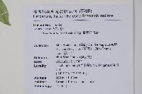 台灣念珠藤藏品圖，第2張