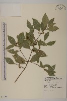 福建賽衛矛、福建假衛矛藏品圖，第1張