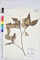 臺灣苦櫧藏品圖，第1張