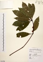 五掌楠藏品圖，第1張