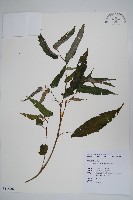 臺灣秋海棠藏品圖，第1張