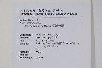 臺灣秋海棠藏品圖，第2張