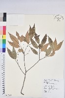 長尾栲、長尾柯、長尾尖葉櫧藏品圖，第1張