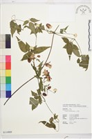 小木通藏品圖，第1張