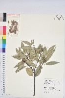 青剛櫟、鐵椆藏品圖，第1張