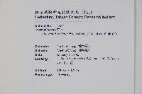 毛蓮子草藏品圖，第2張