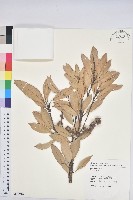 登錄號:S114916藏品圖，第1張