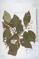 梜木藏品圖，第1張