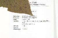 梜木藏品圖，第2張